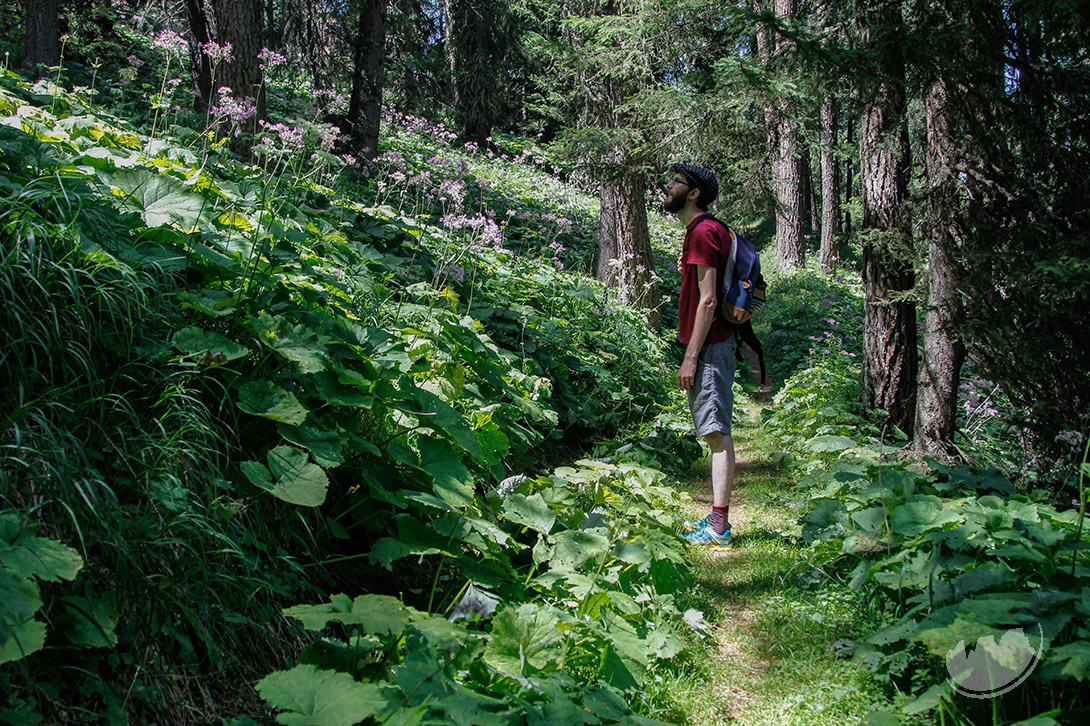 Walking in the woods Val di Fassa