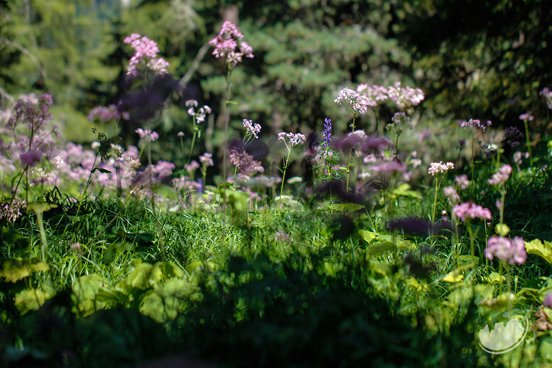 Adenostyles alliariae alpine plant