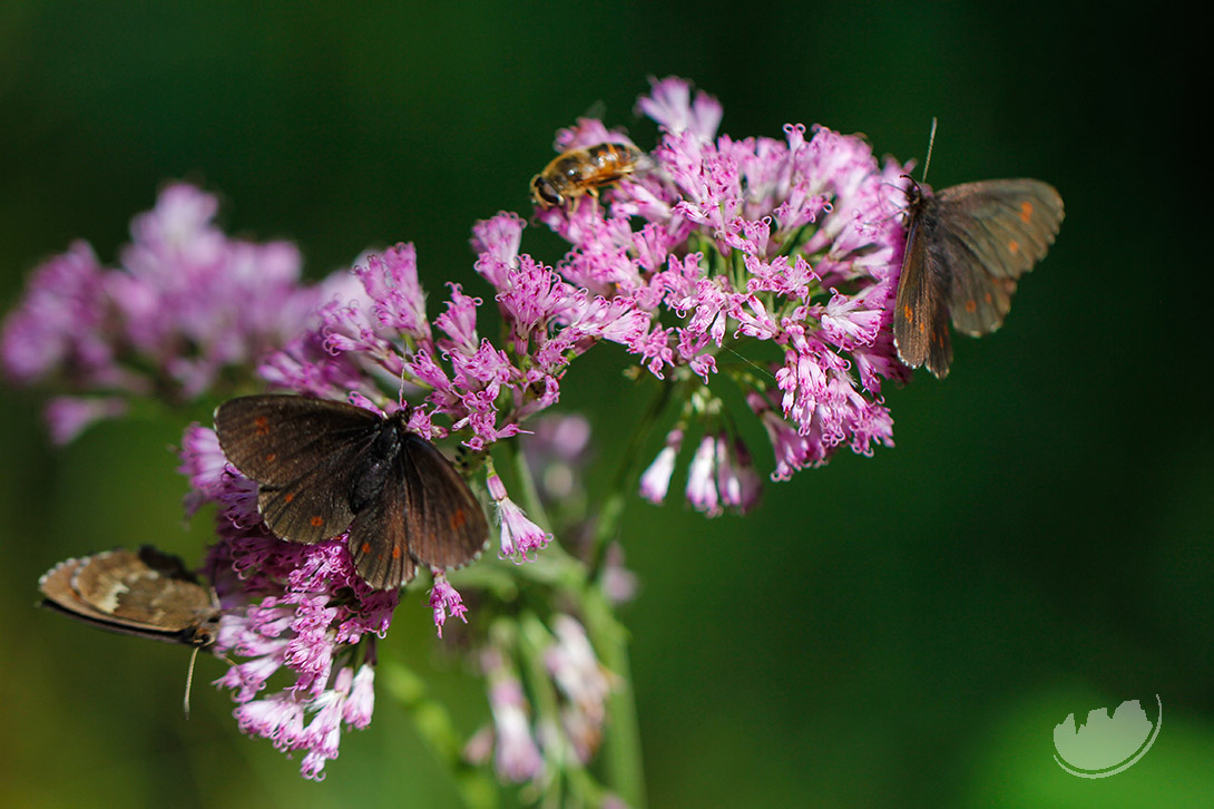 Butterflies and bees in Val di Fassa