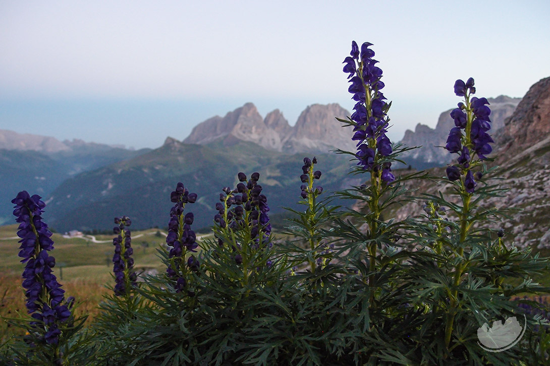 flower of the mother in law, aconitum napellus in the Dolomites