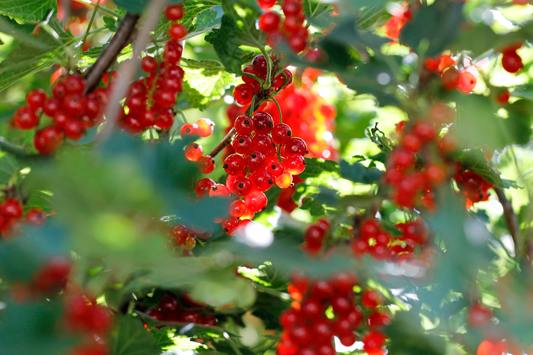 quick and easy redcurrant jam recipe