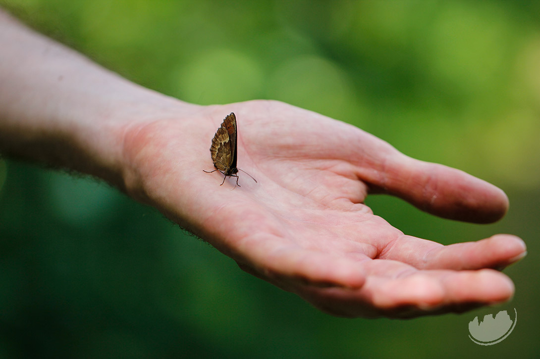 Butterfly in hand