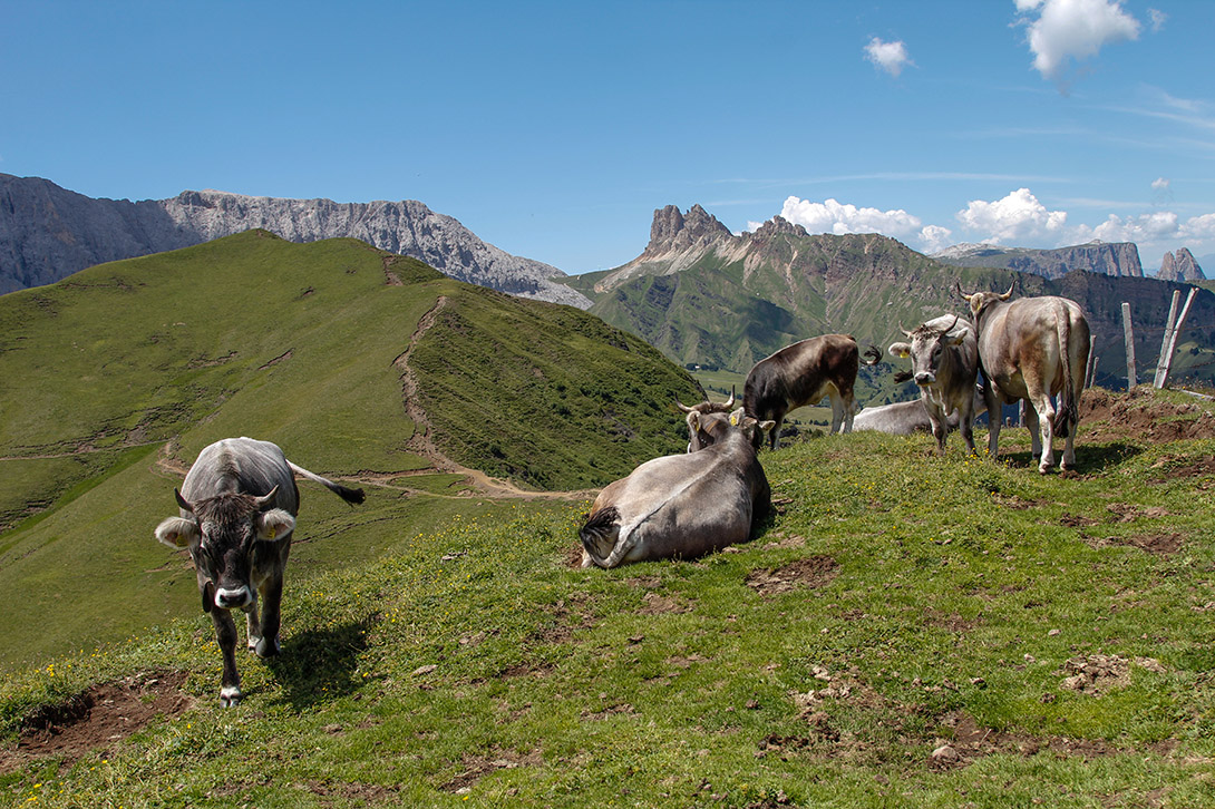 Cows on the Dolomites Cime di Terrarossa